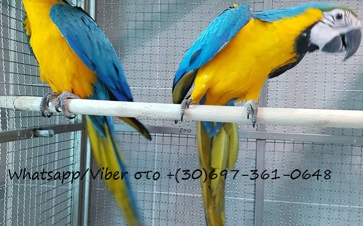 Beautiful tamed and talking parrots for sale