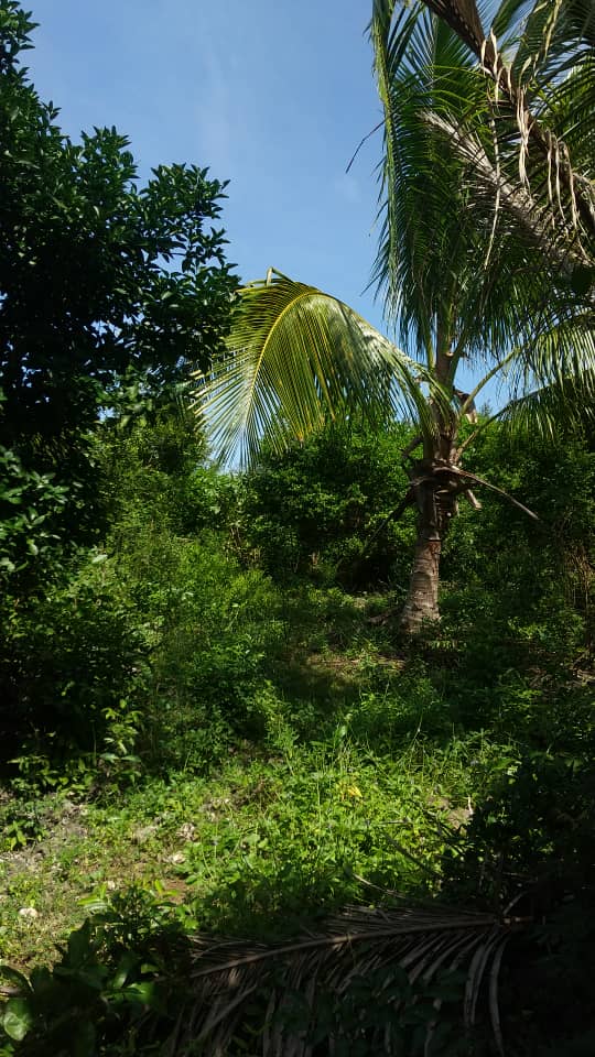 Muungoni Farm land for sale