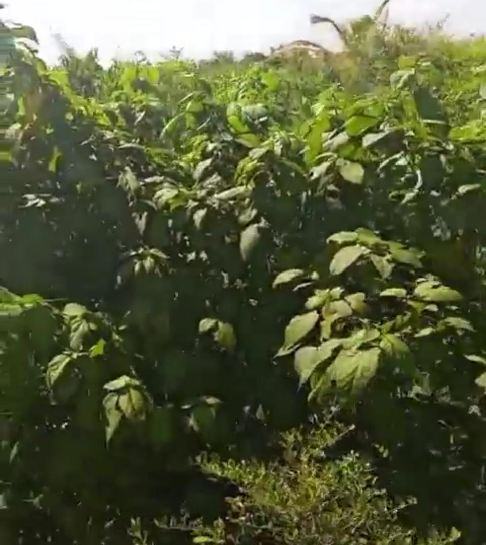 Muungoni Farm land for sale